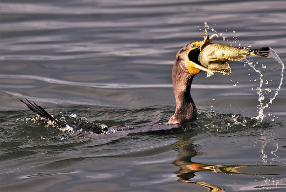 283 Dinner Cormorant