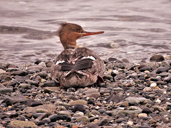 096 C. Merganser