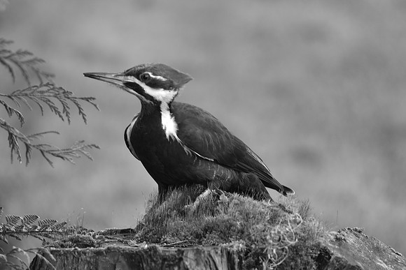 _Pileated WP BW8301
