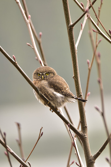 Pygmy Owl