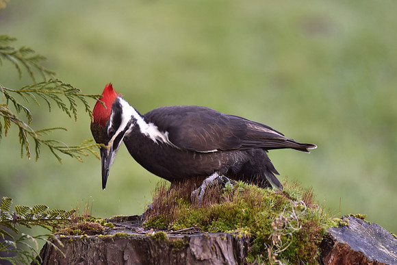 Pileated Woodpecker 8225