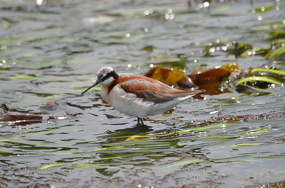 090 2 Wilson's Phalarope