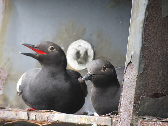 Baby Pigeon Gilumots 7