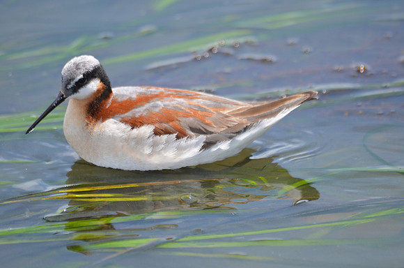 Wilson's Phalarope