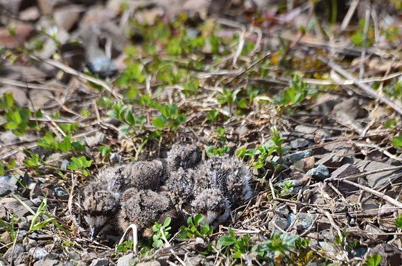 Killdeer chicks