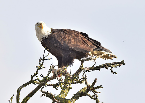 Bald eagle