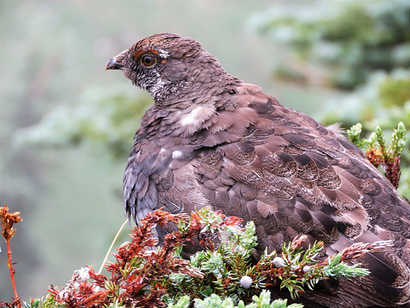 Sooty Grouse
