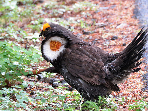 Sooty Grouse 2010