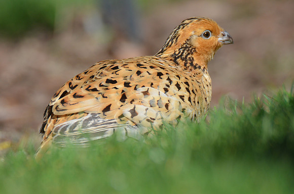 Bobwhite