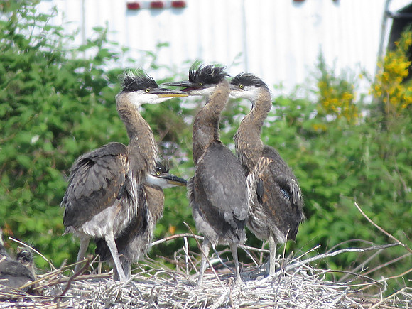 Juvenile Herons 265