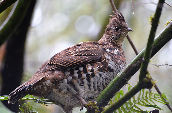 Juvenile Ruffed Grouse 4