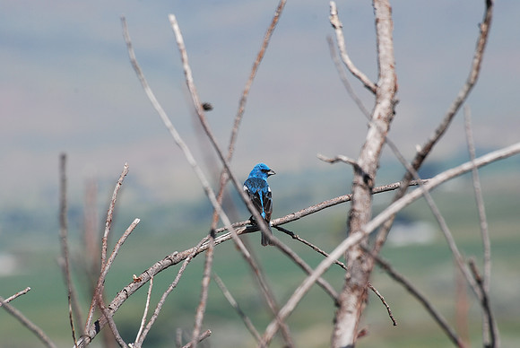 Lazuli Bunting 3