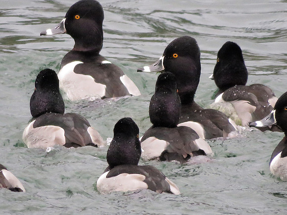 Ring-necked ducks