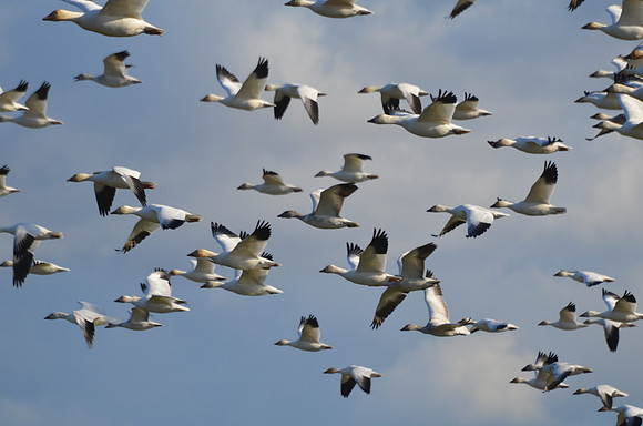 Snow Geese in Flight