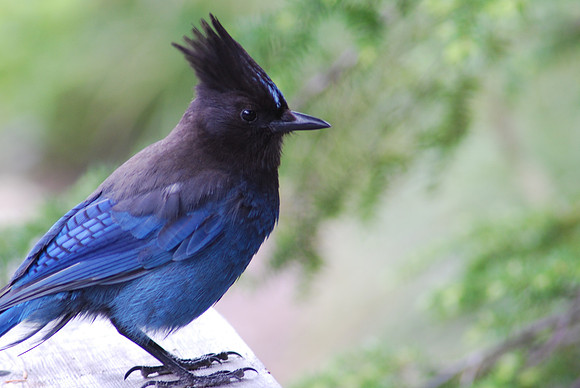 stellar jay 2