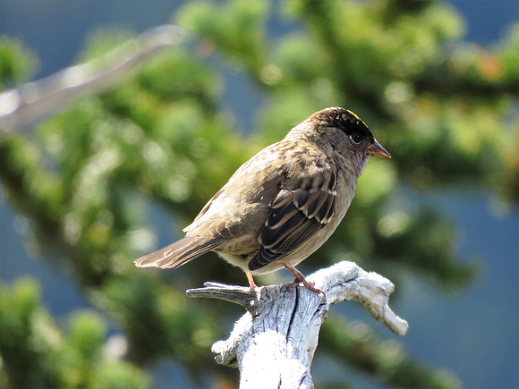 Golden- crowned Sparrow 2