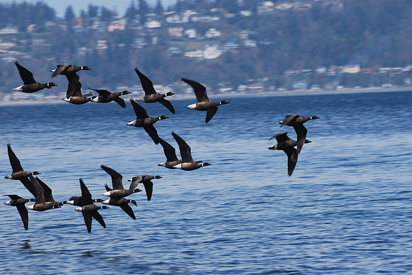 Flock of Brants