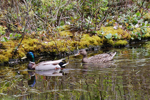 Pair of Mallards