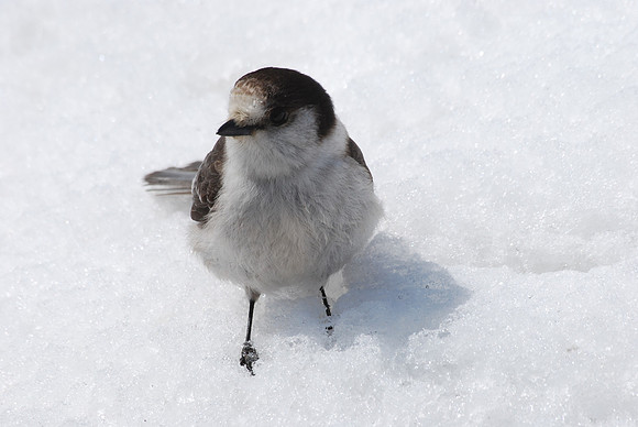 Gray Jay