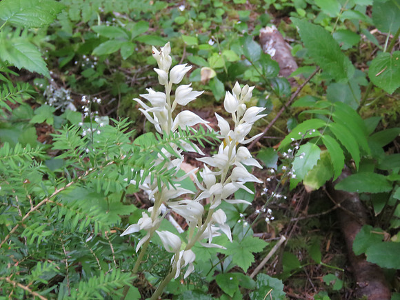 Phantom Orchid