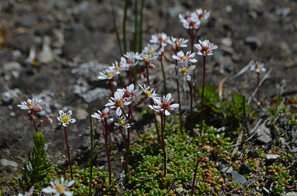 Tolmie's saxifrage