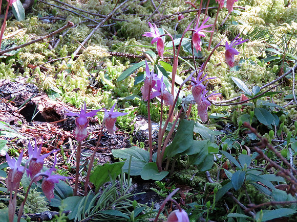 Calypso orchid plantation
