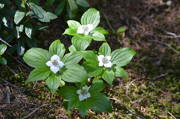 Bunchberry 3