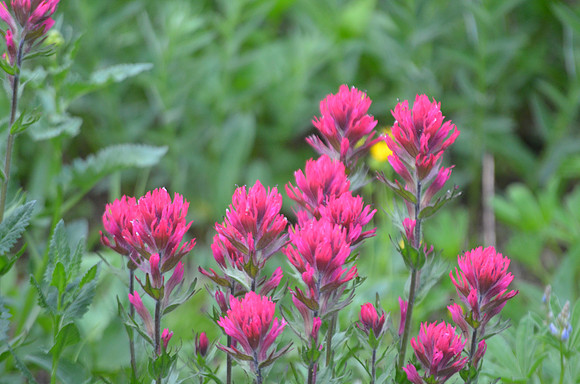 Magenta Paintbrush 073