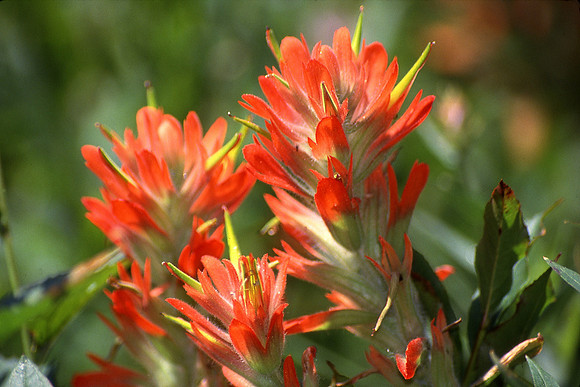 Harsh Paintbrush Var. Orange