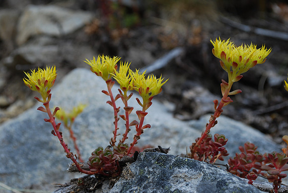 STONECROP 2