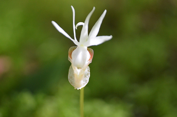 Calypso Orchid var. White 7