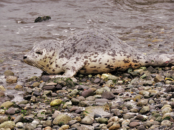 Harbor Seal pup