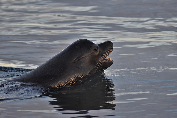 Sea Lion
