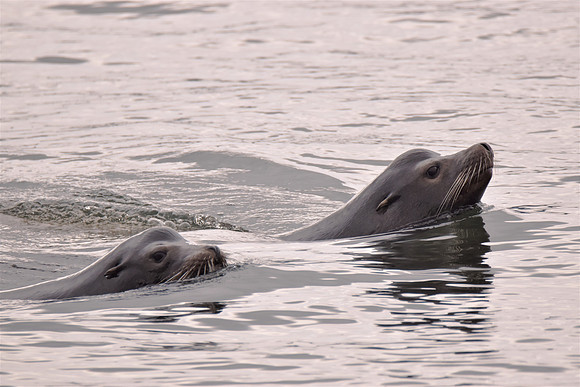 Sea lions