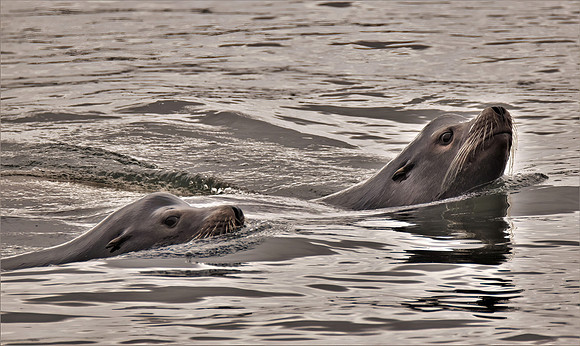Sea lions