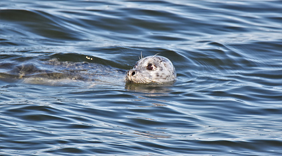 Harbor Seal 4-11-21