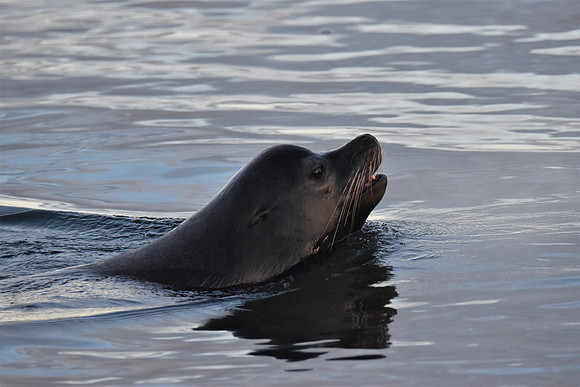 Sea lion