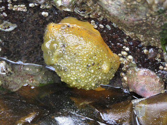 Monterey Sea Lemon