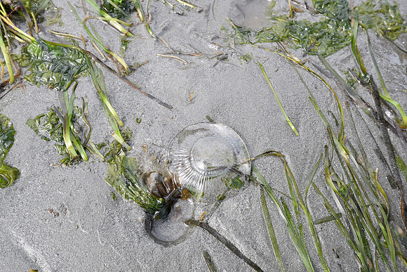 Sail Jelly