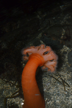 Giant Plumose Anemone