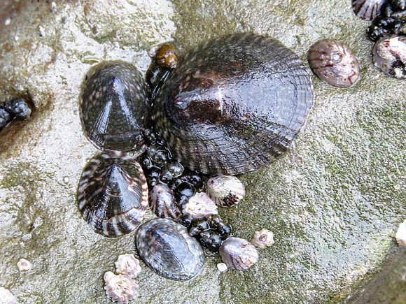 Limpets