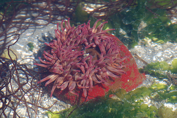Painted anemone