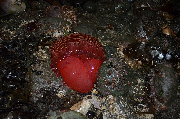 Rose Anemone