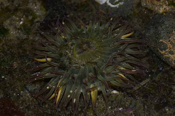 Blue-green Anemone