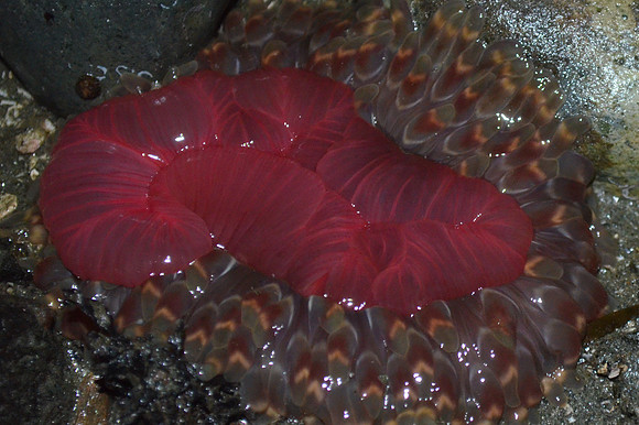 Stubby Rose Anemone 1