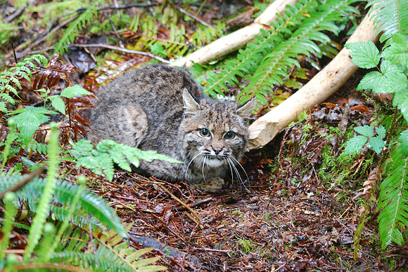 Bobcat 046