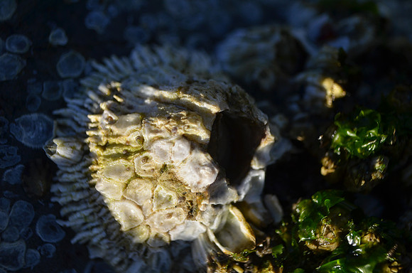 Barnacle