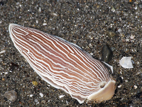Striped nudibranch