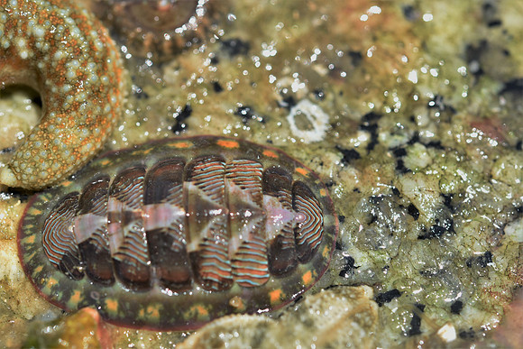 Blue Lined Chiton