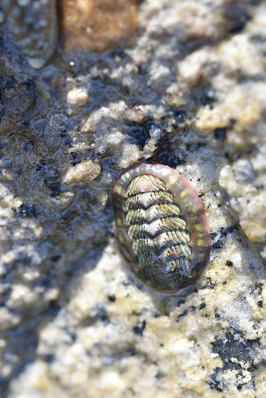 Blue-lined Chiton 1